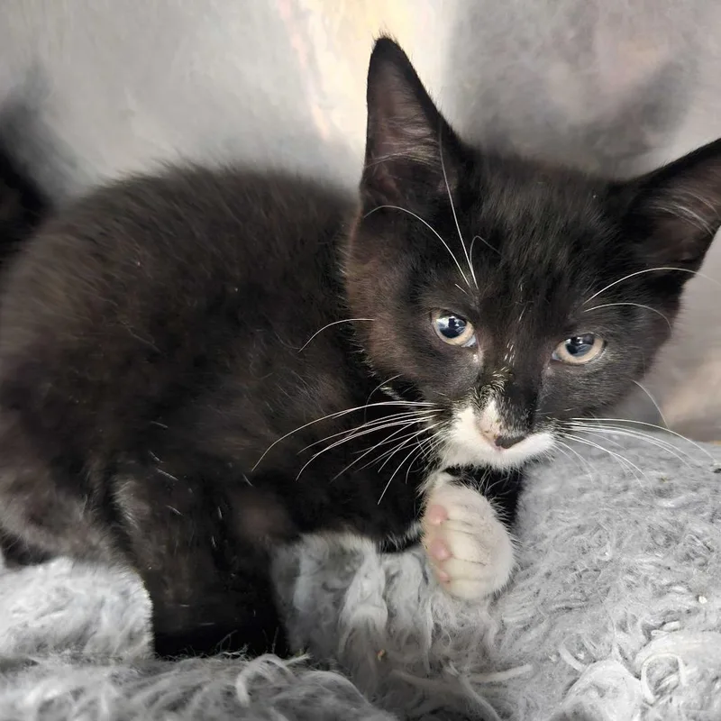 A baby small-sized female Black Domestic Short Hair cat named Yup for adoption in Bedford, NH