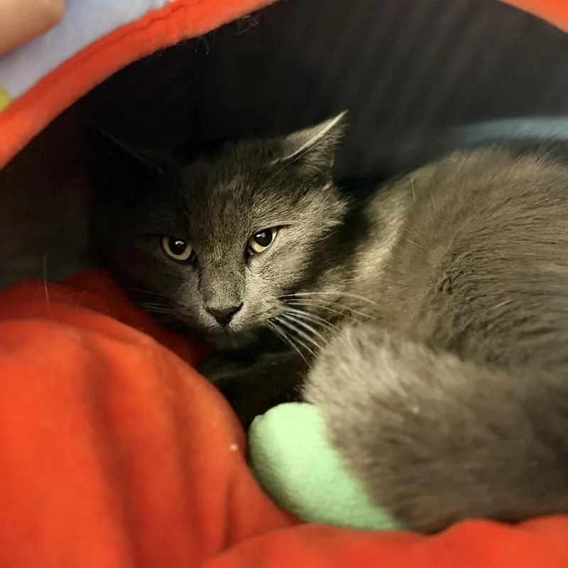 An adult large-sized male Domestic Short Hair cat named Jace for adoption in Portage, MI