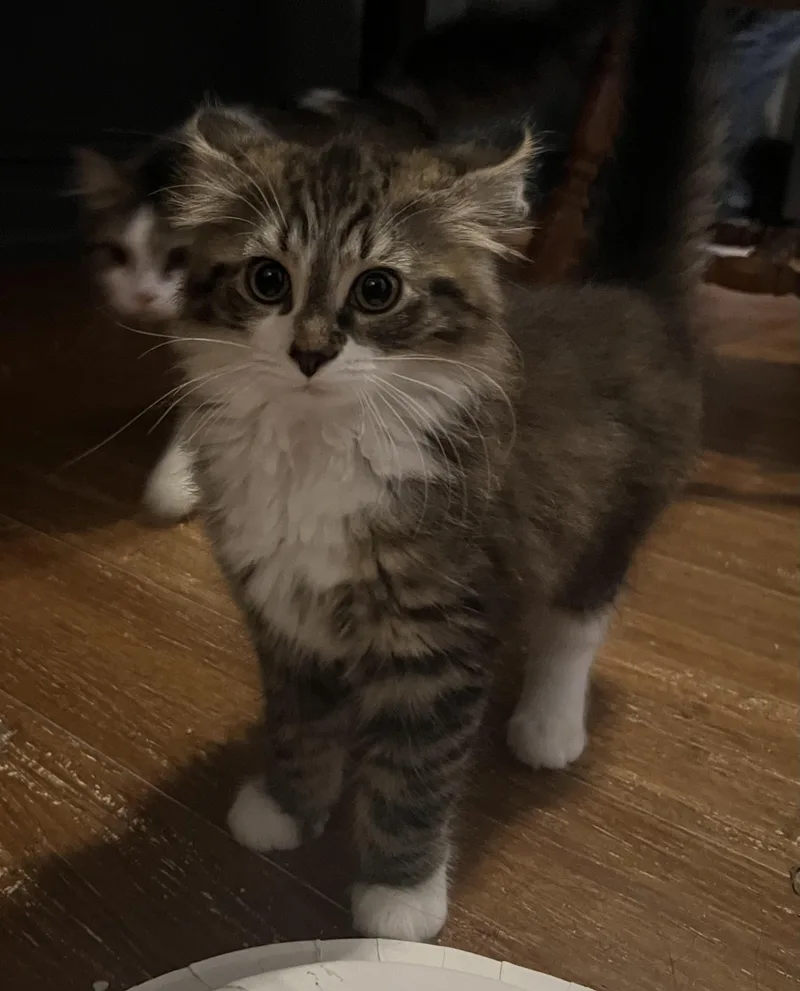 Mochi thumbnail 2