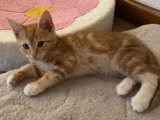 Mochi thumbnail 3
