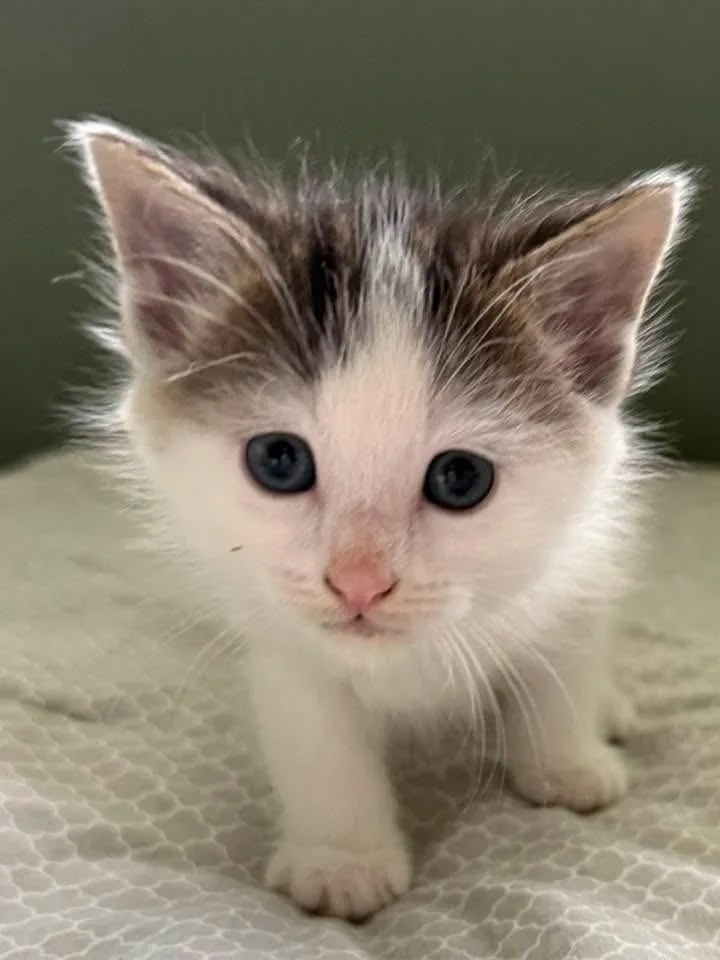 A baby medium-sized male Gray & White Domestic Short Hair cat named Cam for adoption in Clinton Township, MI