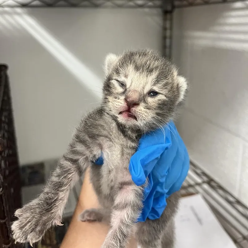 A baby small-sized female Gray / Blue / Silver Domestic Short Hair cat named Jelly for adoption in Edinburg, TX