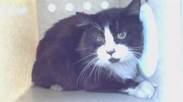 A senior medium-sized male Domestic Short Hair cat named Mittens for adoption in Gardena, CA