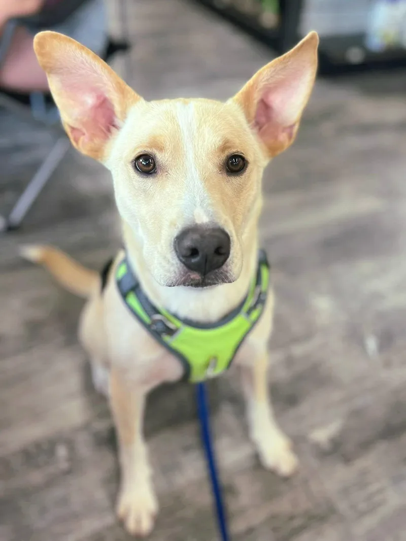 Pogo  Cp thumbnail 2