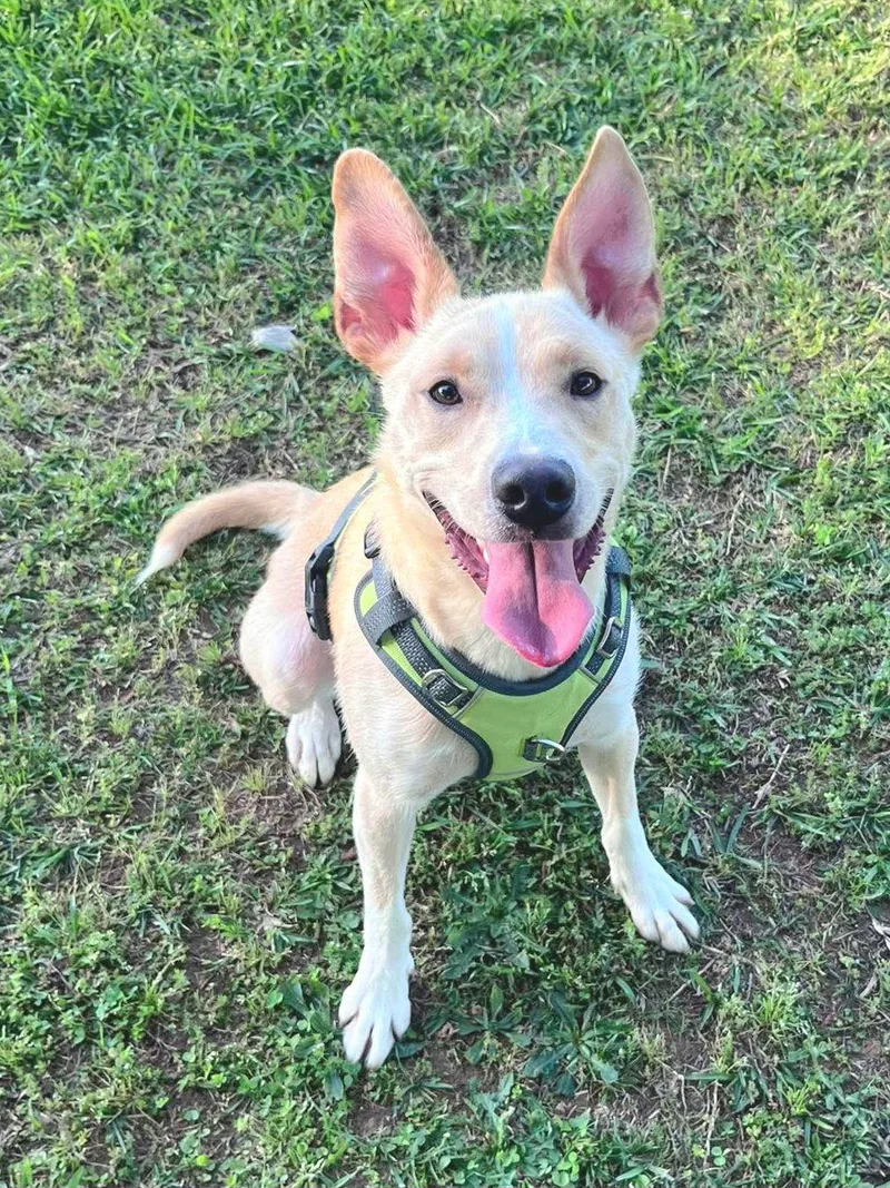 Pogo  Cp thumbnail 3