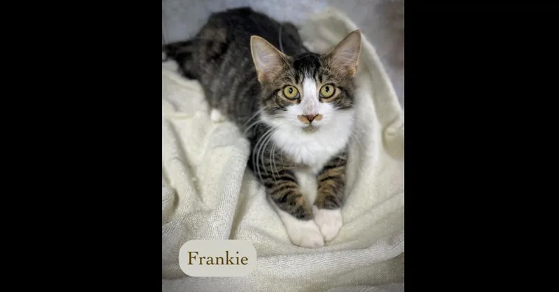 Frankie thumbnail 2