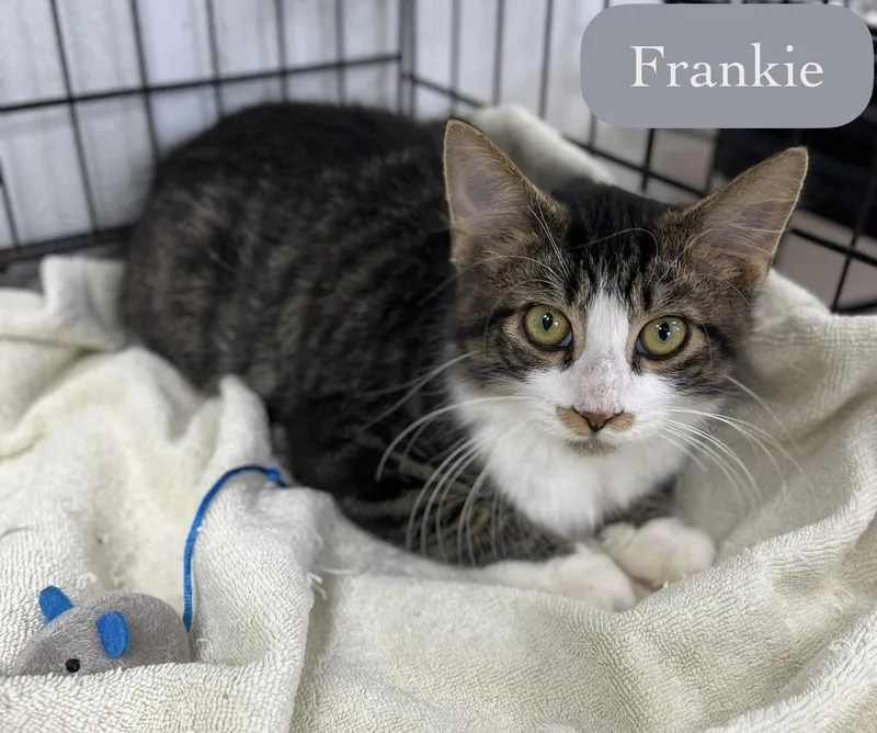 Frankie thumbnail 4