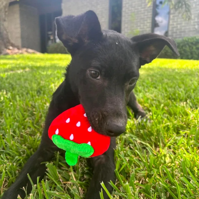 Lucy thumbnail 5