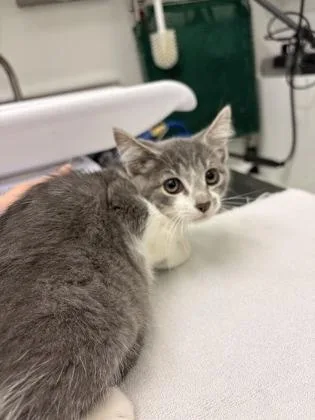 A baby small-sized female Domestic Short Hair cat named Miney for adoption in Seattle, WA