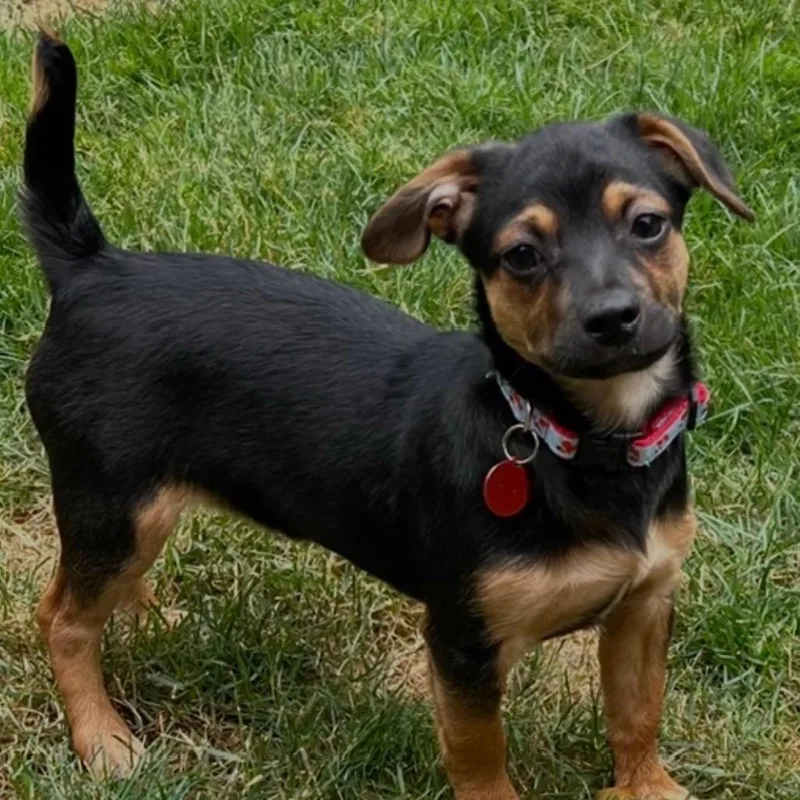 A baby small-sized male Black Chihuahua dog named Wrangler for adoption in Portland, OR