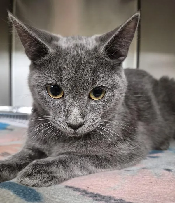 An adult small-sized male Domestic Short Hair cat named Pen c Blueberry for adoption in Lawrenceville, GA