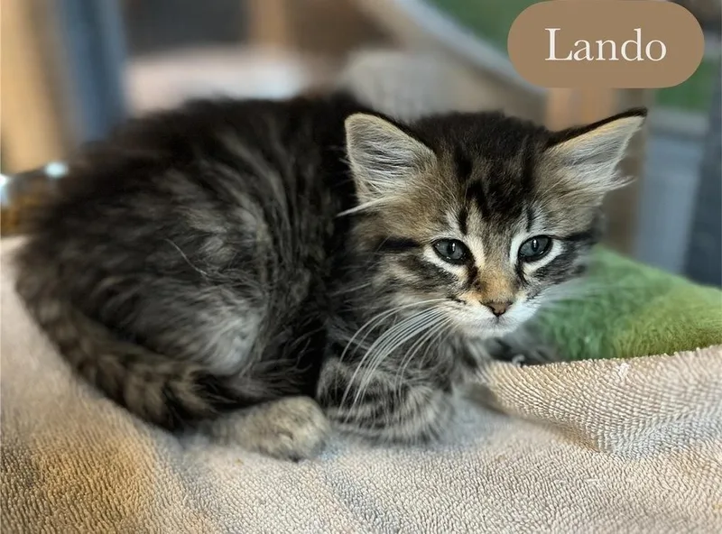 A baby small-sized male Brown / Chocolate Domestic Long Hair cat named Lando for adoption in Chalfont, PA