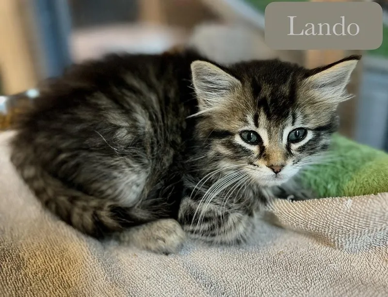 Lando thumbnail 2