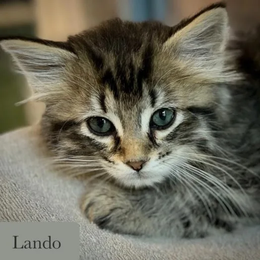 Lando thumbnail 3