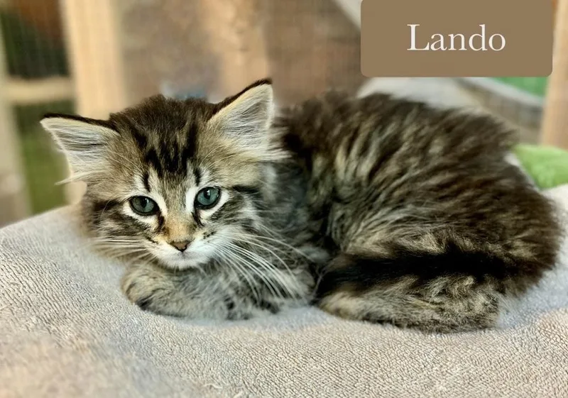 Lando thumbnail 4