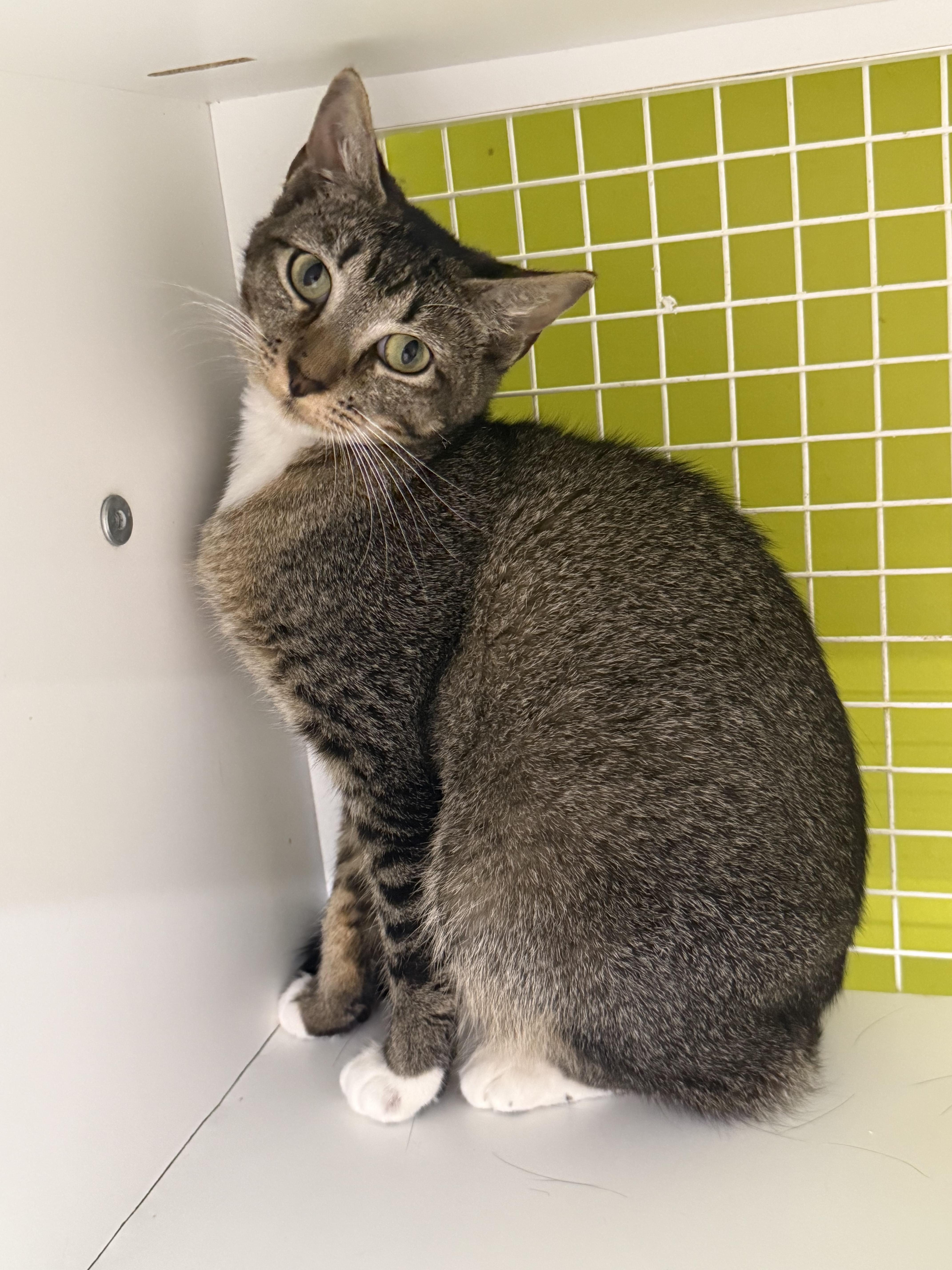 A young medium-sized female Tabby (Gray / Blue / Silver) Tabby cat named Carina for adoption in Intercession city , FL