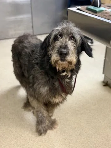 An adult large-sized male Irish Wolfhound dog named Maurice for adoption in Riverside, CA