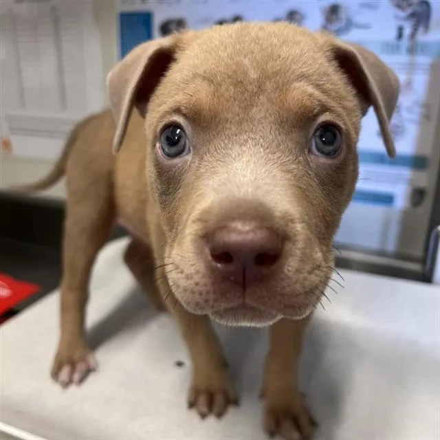 A baby small-sized female Terrier dog named Betty for adoption in San Antonio, TX