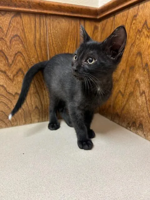 A baby medium-sized male Black Domestic Short Hair cat named Genuwine for adoption in Oklahoma City, OK