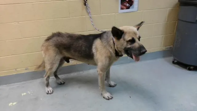 An adult large-sized male German Shepherd Dog dog named Chubacca for adoption in Tulsa, OK