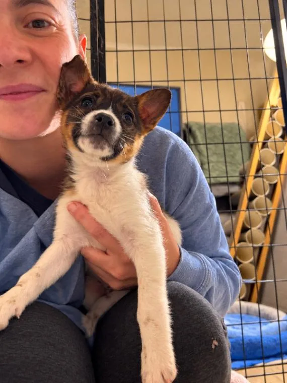 A young small-sized female Chihuahua dog named Cambria for adoption in North Bend, WA