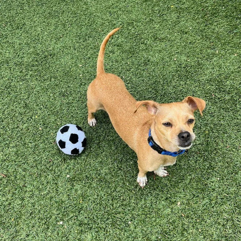 An adult small-sized female Yellow / Tan / Blond / Fawn Chihuahua dog named Sandy for adoption in Playa Vista, CA