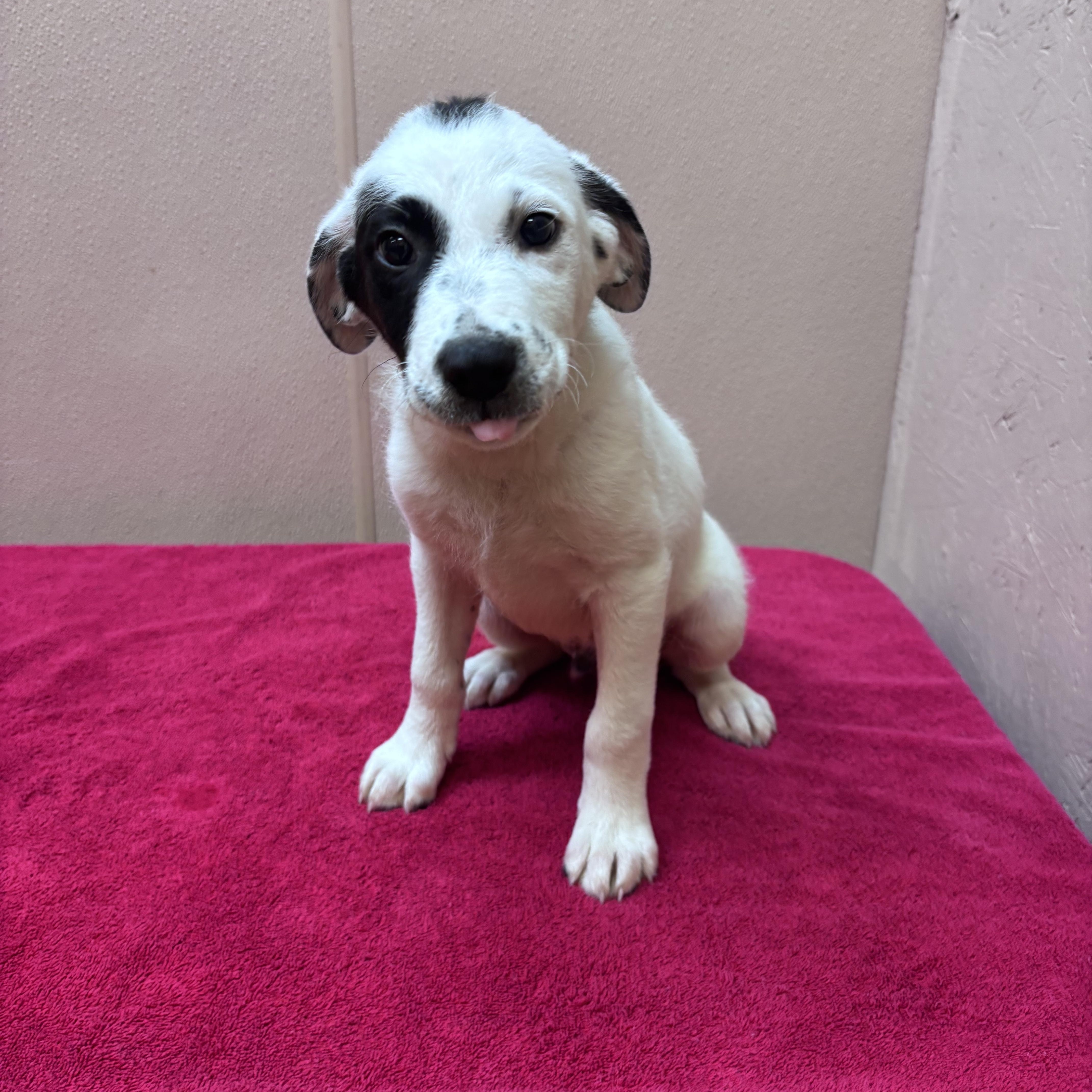 A baby medium-sized male Black Border Collie dog named Ochi for adoption in Watertown, CT