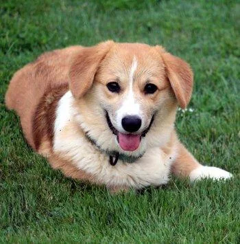 A baby medium-sized male Yellow / Tan / Blond / Fawn Corgi dog named Peter Feeter for adoption in Bedford Hills, NY