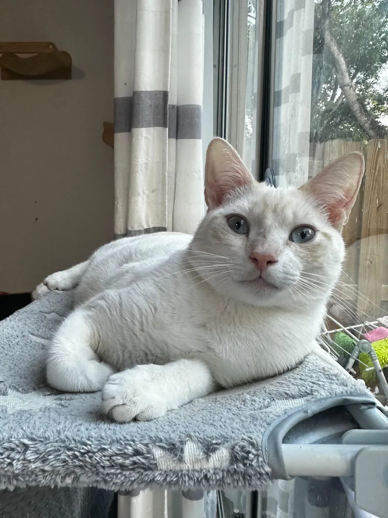 A baby medium-sized male Flame Point Siamese cat named Cornbread for adoption in miami, FL
