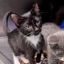 A baby small-sized female Black Domestic Short Hair cat named Sundae for adoption in Wilmington, DE