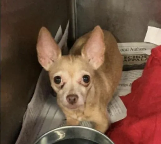 A young medium-sized female Chihuahua dog named Rosita for adoption in GILBERTS, IL