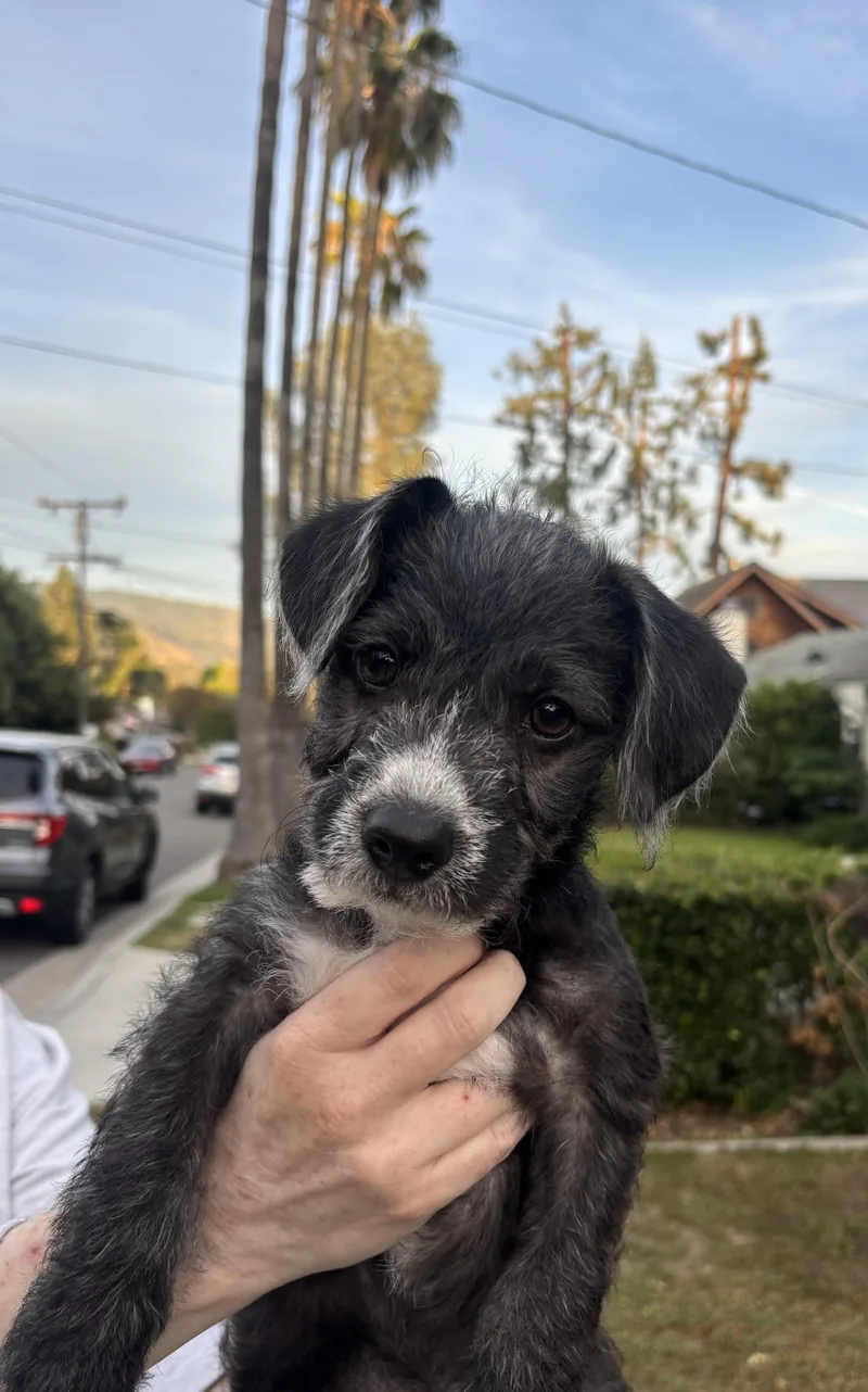 A baby small-sized male Terrier dog named Pismo for adoption in Pasadena, CA