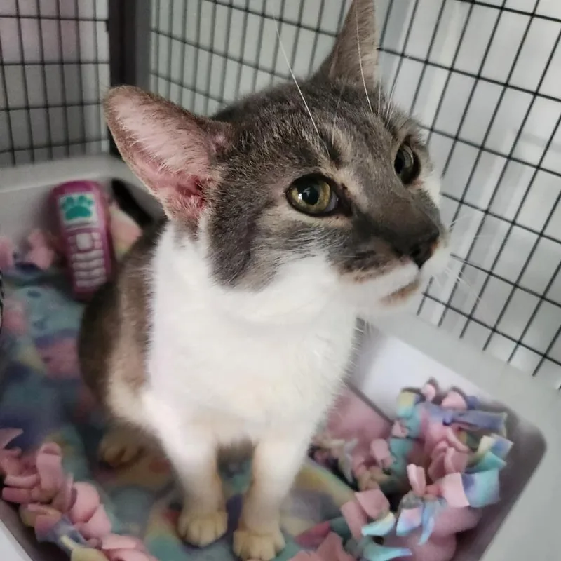 A senior large-sized female Gray / Blue / Silver Domestic Short Hair cat named Ton Ton for adoption in Talent, OR
