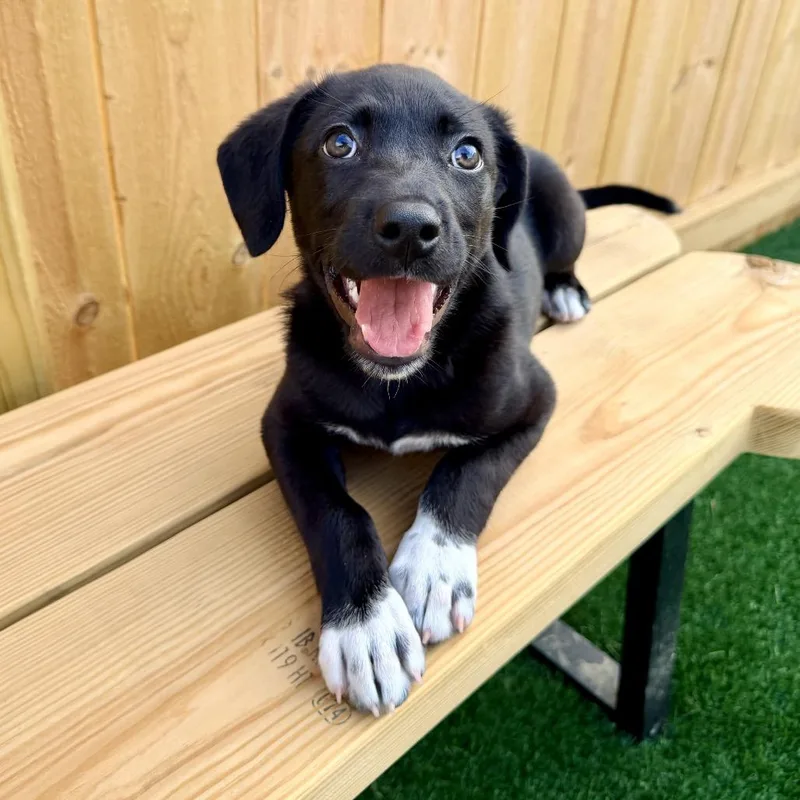 A baby medium-sized female Black Labrador Retriever dog named Beth for adoption in La Grange, KY