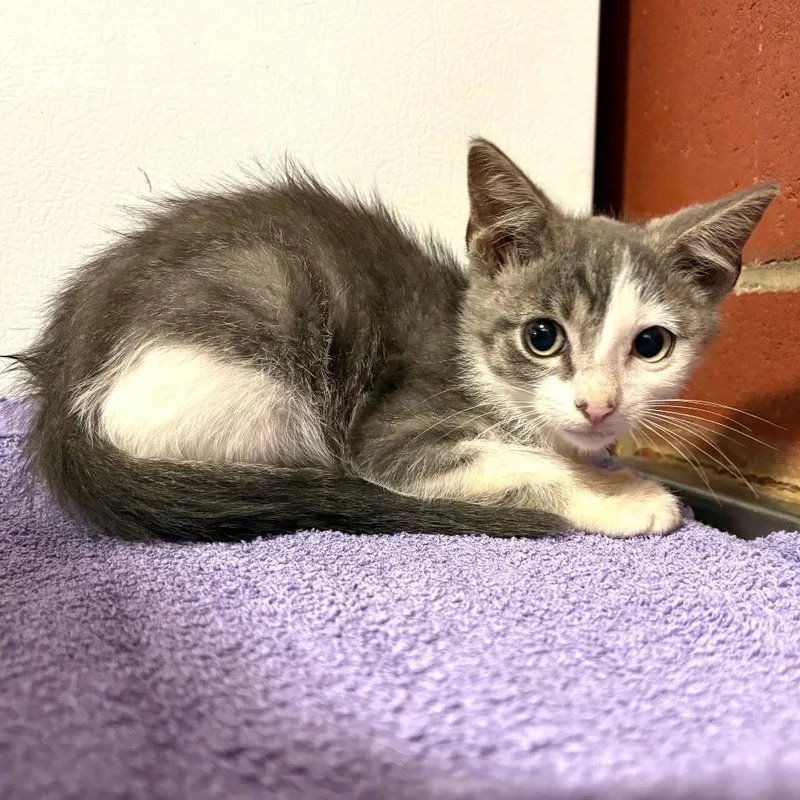 A baby small-sized female Gray / Blue / Silver Domestic Short Hair cat named Coral for adoption in Cabot, AR