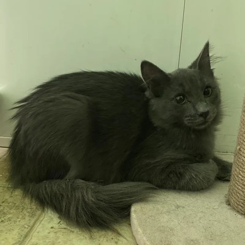 A baby medium-sized male Gray / Blue / Silver Domestic Short Hair cat named Mustard for adoption in Monroe, LA