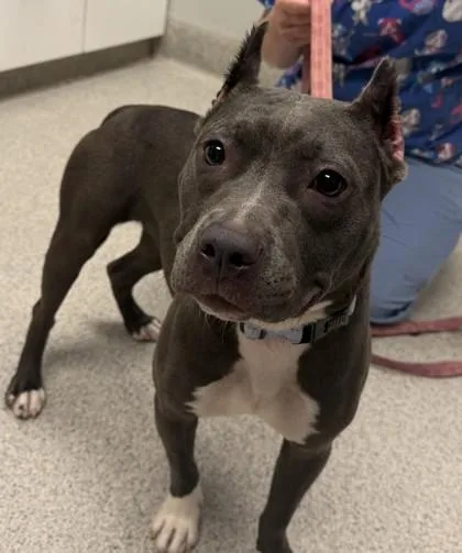 An adult medium-sized female Gray / Blue / Silver Mixed Breed dog named Devon for adoption in Lansing, MI