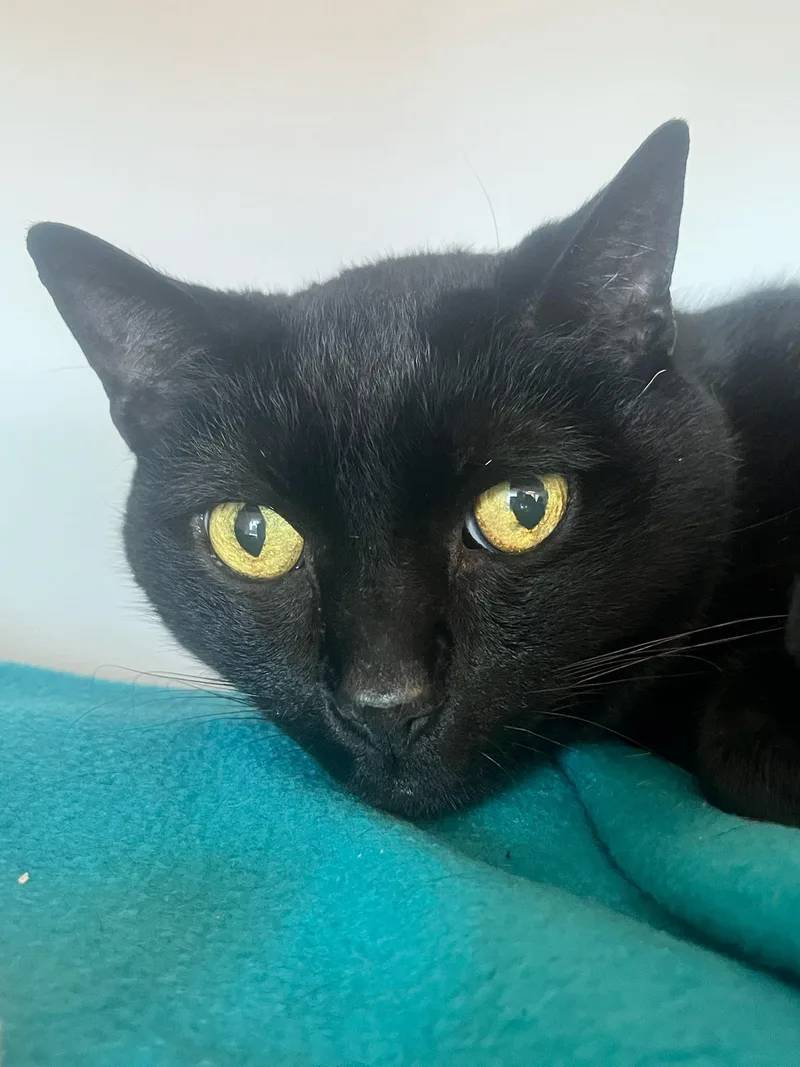 An adult large-sized male Black Domestic Short Hair cat named Rafiki for adoption in Manassas, VA