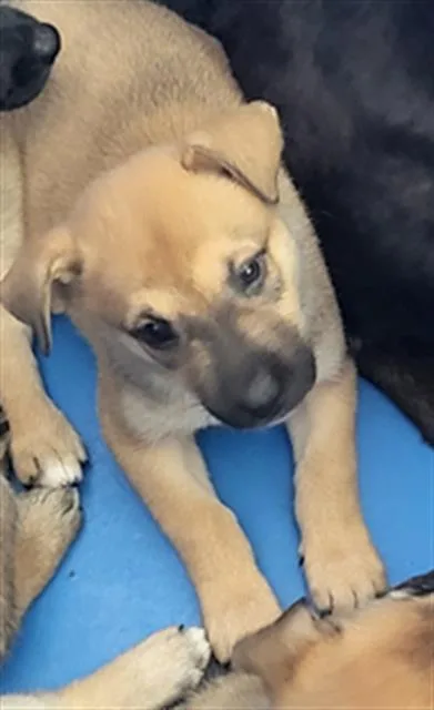 A baby large-sized male Mixed Breed dog named Leo for adoption in Dallas, TX