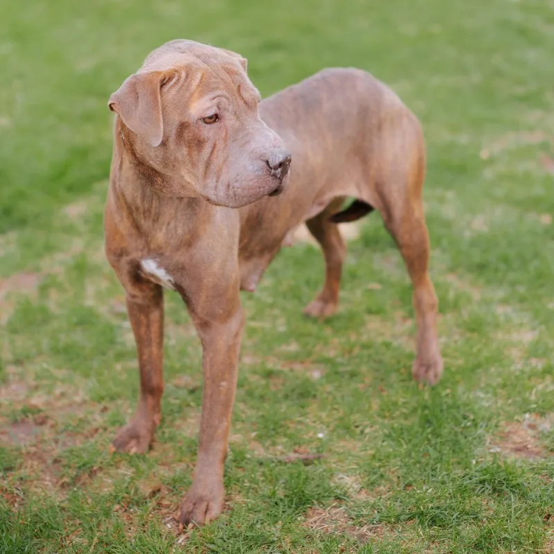 Duchess Gummybuns thumbnail 2