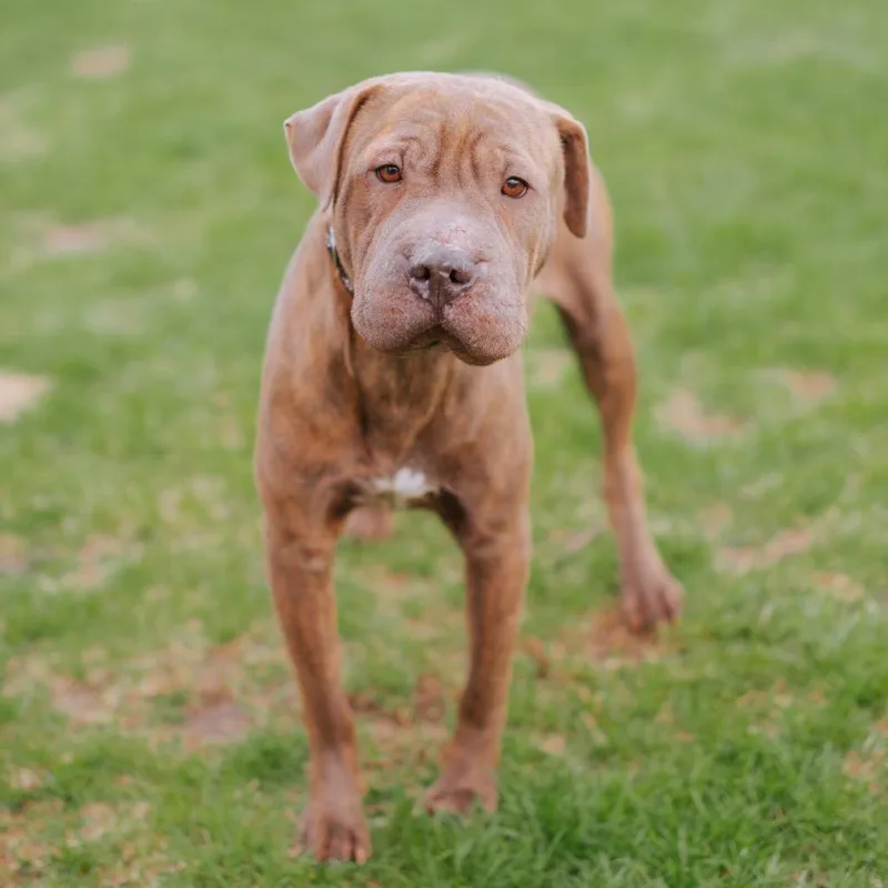 Duchess Gummybuns thumbnail 3