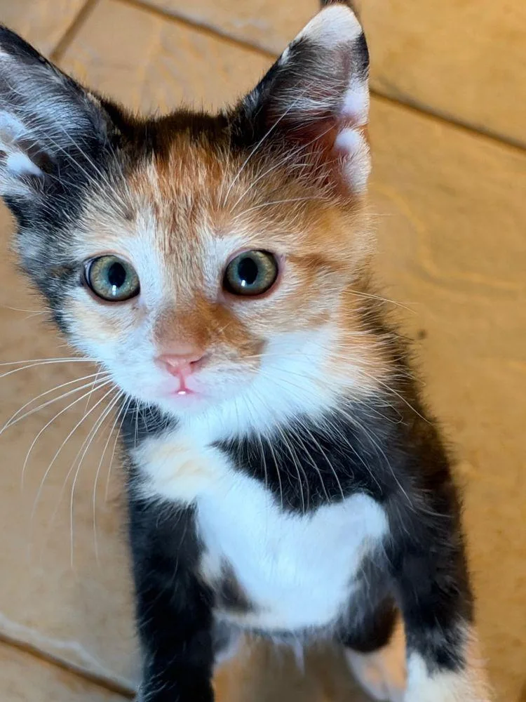 A baby small-sized female Calico cat named Sansa for adoption in Barrington, IL