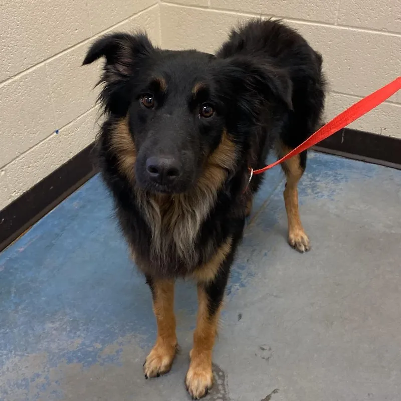 An adult medium-sized male Black Mixed Breed dog named Fox for adoption in Memphis, TN