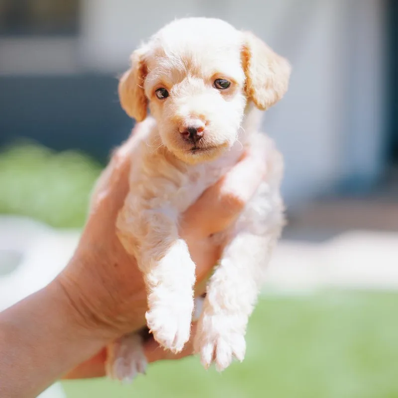 A baby small-sized female Yellow / Tan / Blond / Fawn Chihuahua dog named Fix It Franny for adoption in Northbrook, IL