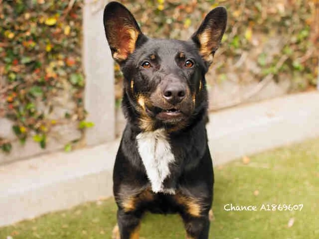 An adult medium-sized male Mixed Breed dog named Chance for adoption in Los Angeles, CA