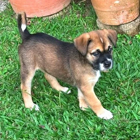 A baby medium-sized male Red / Chestnut / Orange Mixed Breed dog named Bruno for adoption in Guaynabo, PR