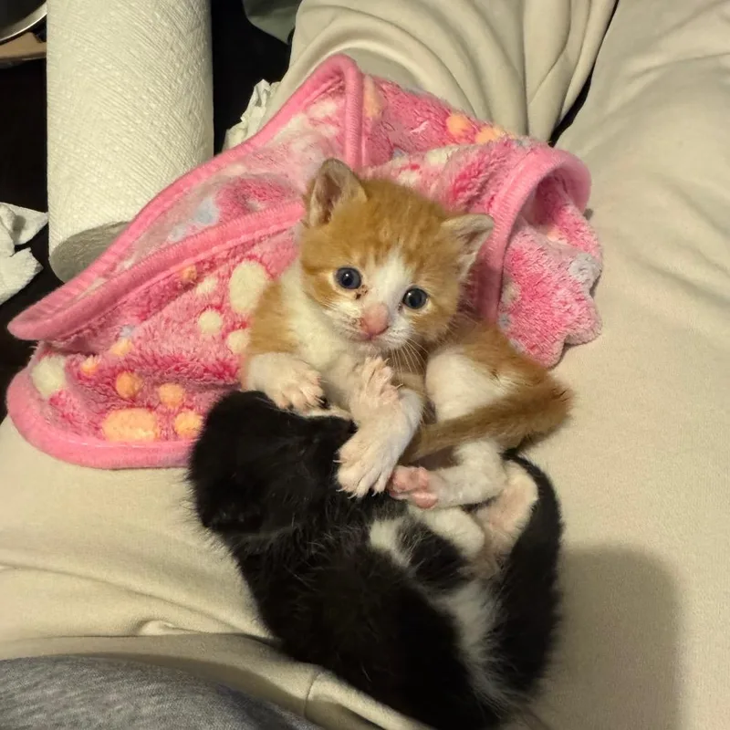 A baby small-sized male Domestic Short Hair cat named Twinkie for adoption in Chicago, IL