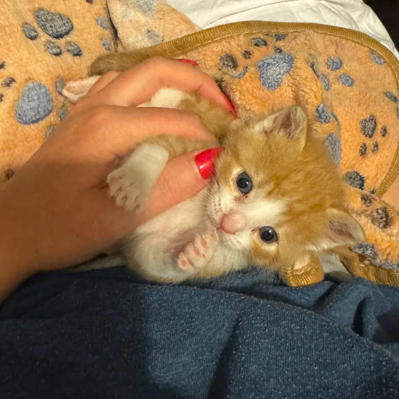 Twinkie thumbnail 3