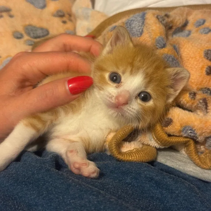 Twinkie thumbnail 4