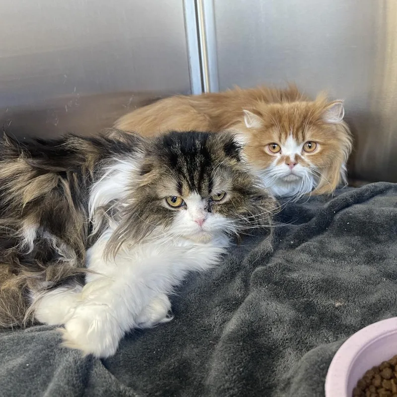 An adult small-sized male Orange / Red Scottish Fold cat named Phil for adoption in Bensalem, PA